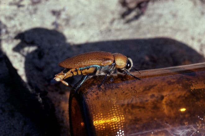 "I could have sworn it was a beetle" [75%]